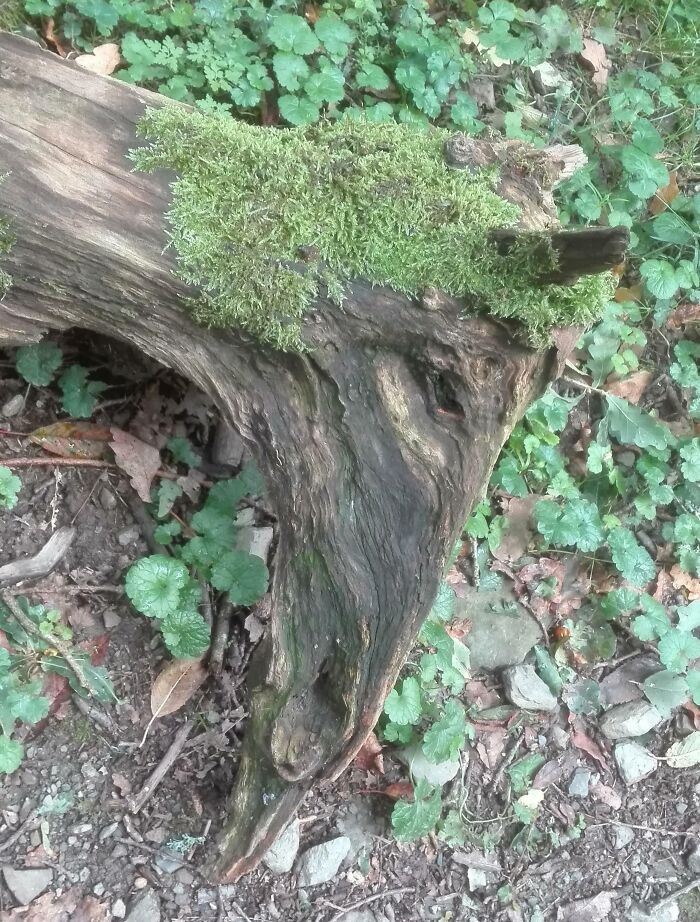 This Log Looks Just Like a Horse's Head