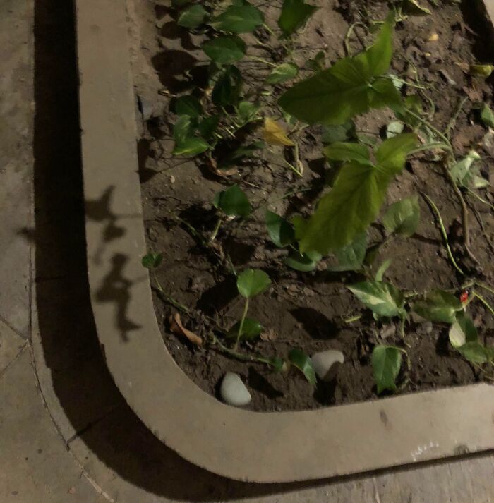 Shadow Plant Doing Its Best Kid-on-a-Swing Impression