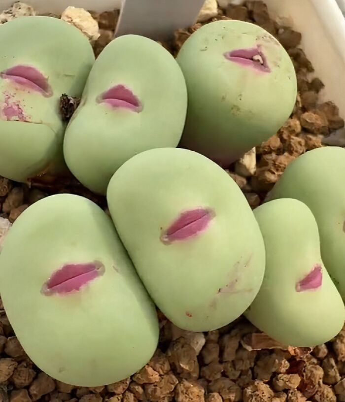 Plants in South Africa Clearly Found Their Lipstick