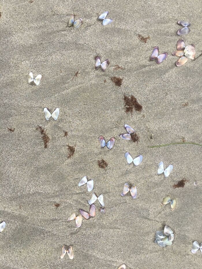 Tiny Shells Looking Like Little Butterflies Took Us By Surprise