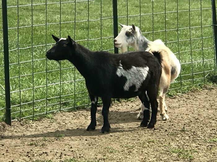 Goat-Inception: A Goat on a Goat on a Goat