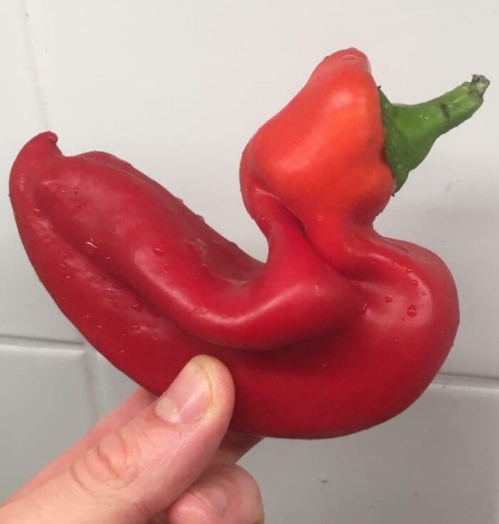 Duck or Red Pepper? Nature’s Confusing Us Again