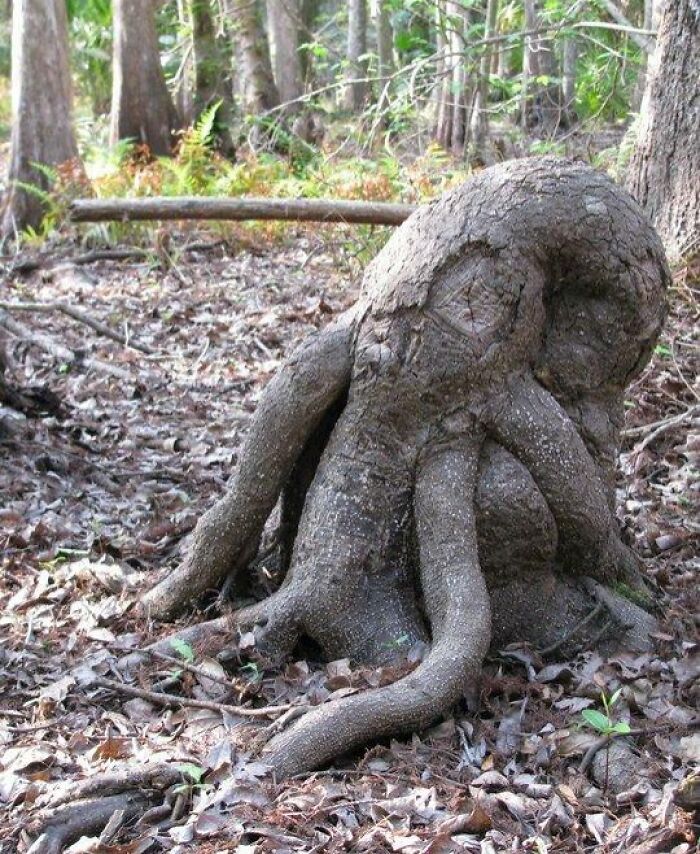 Found a Tree Stump That’s Basically Cthulhu’s Skull
