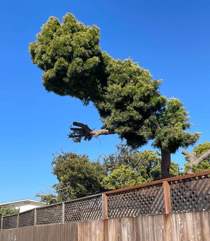 My 4-Year-Old’s Dinosaur Spotted in the Wild (On a Plant!)