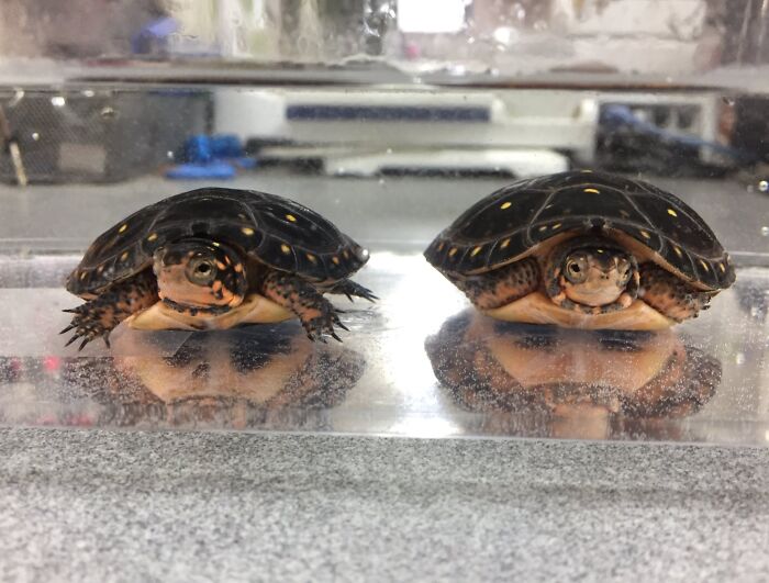 Two Indian-Style Uncles Peeking? Yep, Definitely That