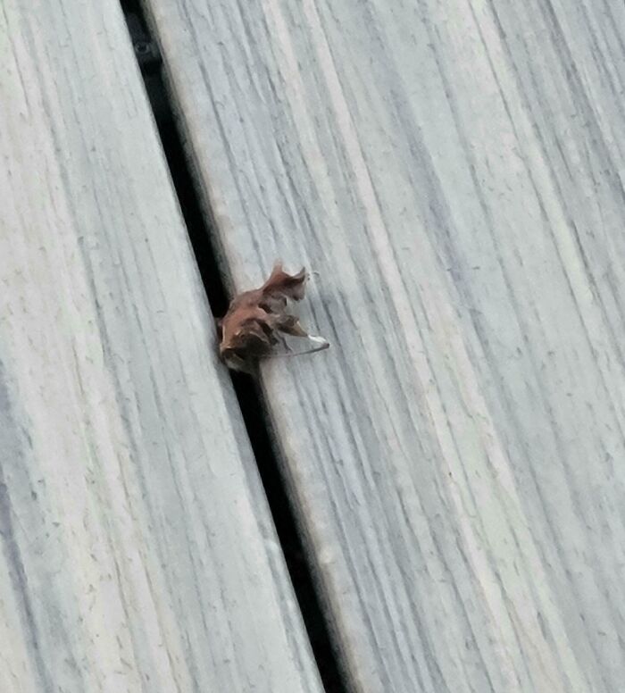 Leaf on My Deck Is Basically a Cat in Disguise