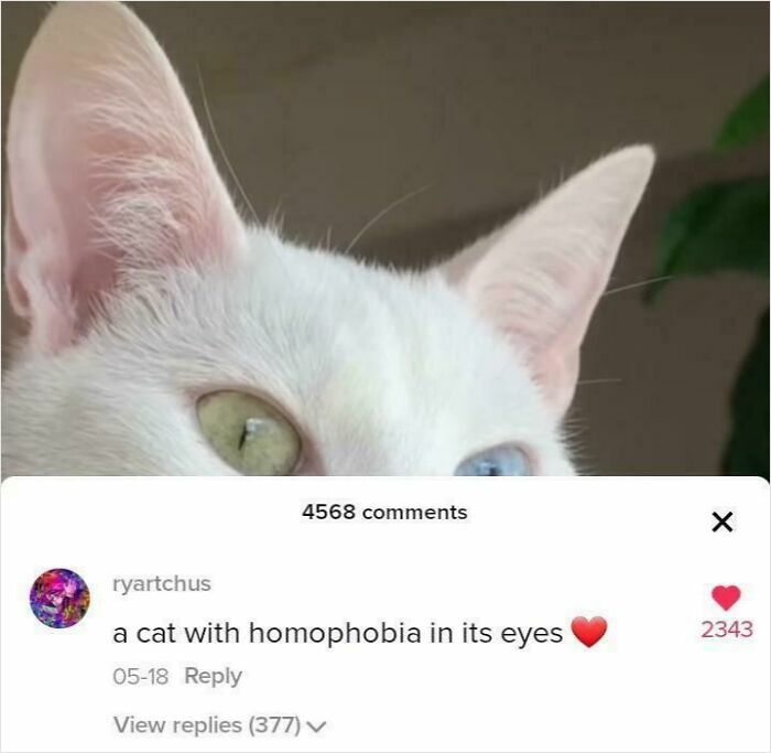 Heterochromia: When Your Eyes Just Can’t Decide on the Same Color