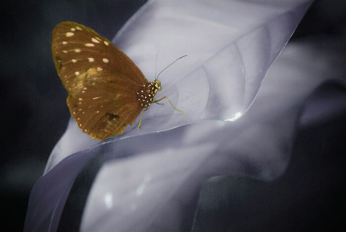 When Butterflies Turned Into A Crummy Wedding Disaster
