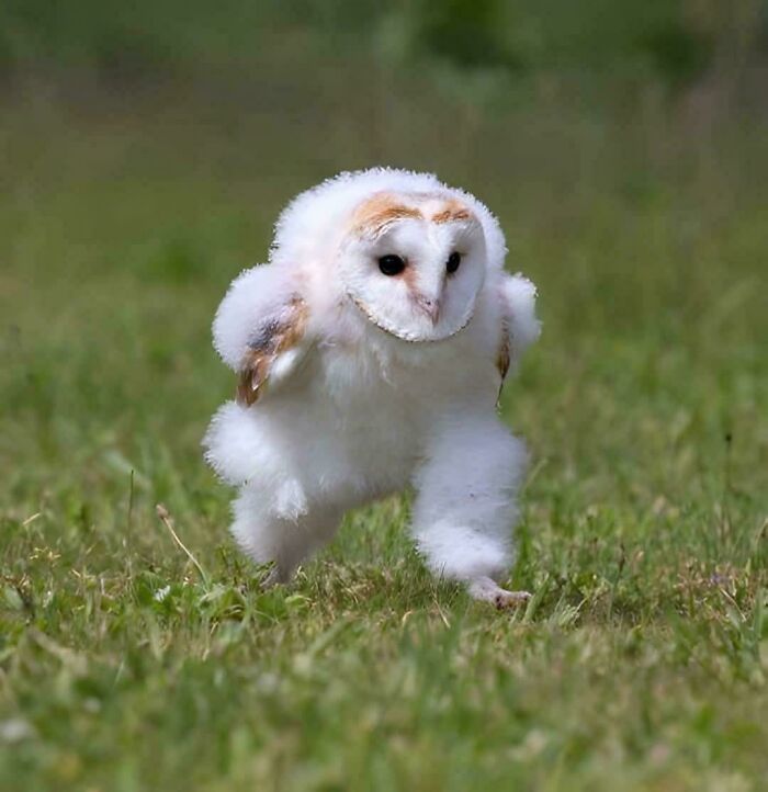 Baby Barn Owl Dashing Like It’s The Olympics