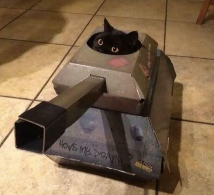 Tankitty: Feline on a Mission