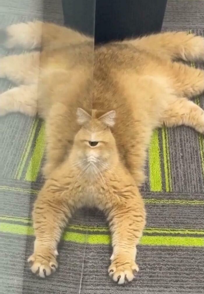Cathulhu The Destroyer: Cute Meets Creepy