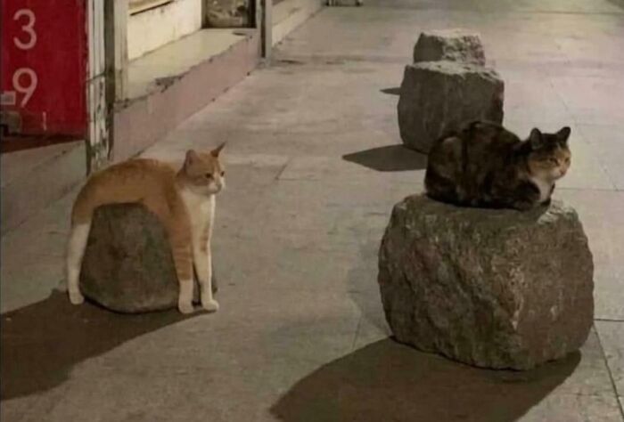 Blursed Orange Cat: The Stare That Haunts