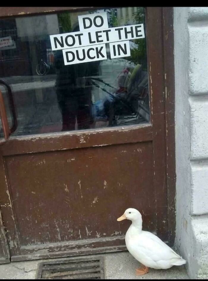 Blursed Duck Wants In – Seriously