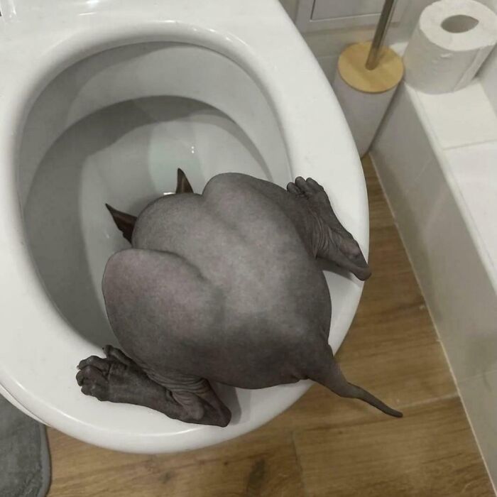 Blursed Cat Being... Well, Catty