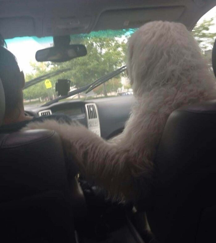 Family Dog’s Car Drama: Touch or Cry