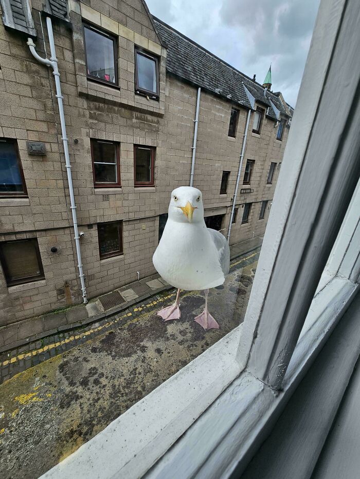 Window Sill Gull: Silent Observer or Menace?