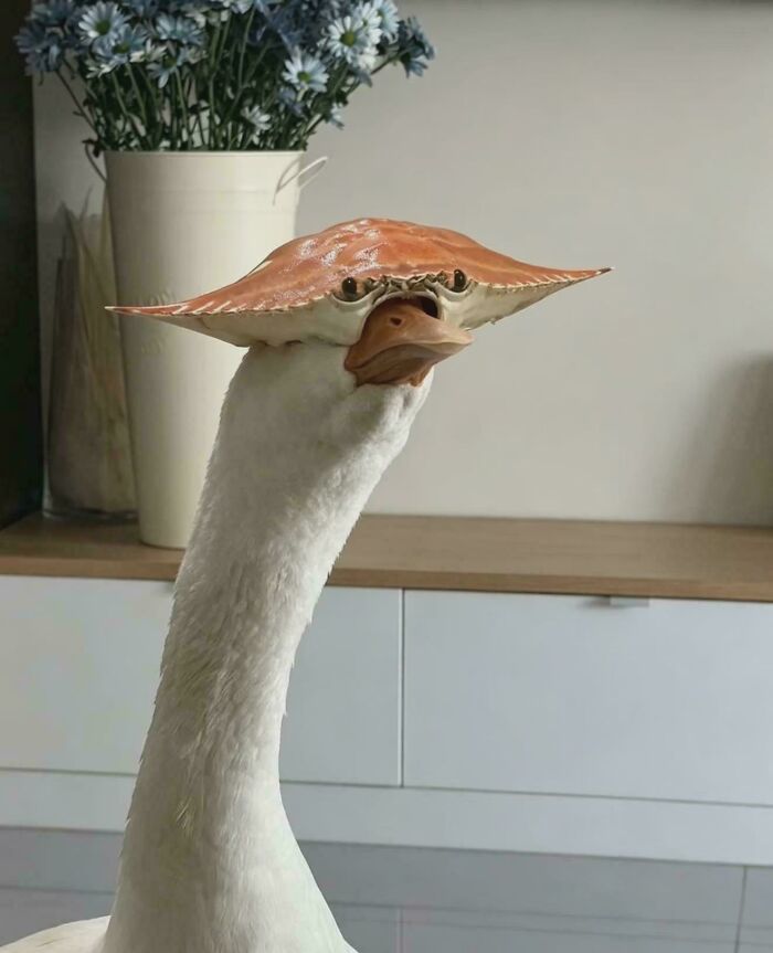 Blursed Goose Wearing a Crab Shell—Fashion Icon?