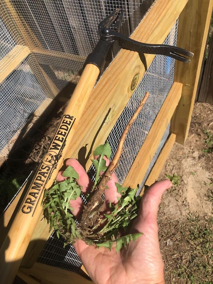 Grampa’s Weeder Lets Dad Put Down The Knees And Pull Weeds Like A Pro—Standing Up!