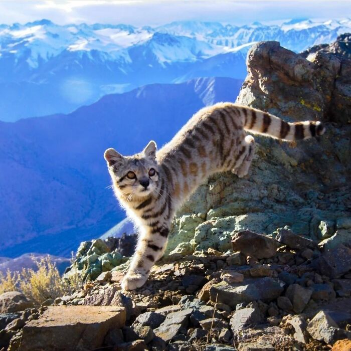 Only Around 1,500 Andean Cats Are Still Going Wild—They’re Basically Mountain Ninjas