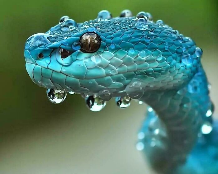 Meet The Trimeresurus Insularis: A Snake That’s Basically Indonesia’s Slimy Drama Queen