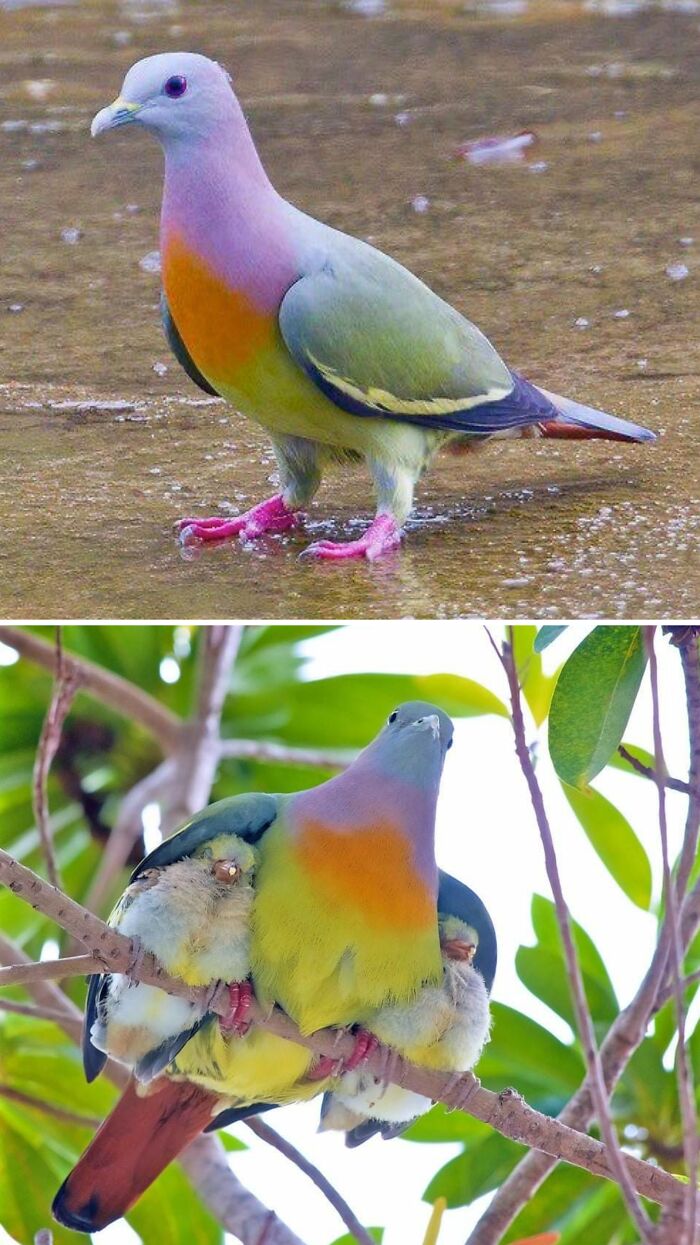 Pink-Necked Green Pigeons: Nature’s Chill Southeast Asian Party Crashers