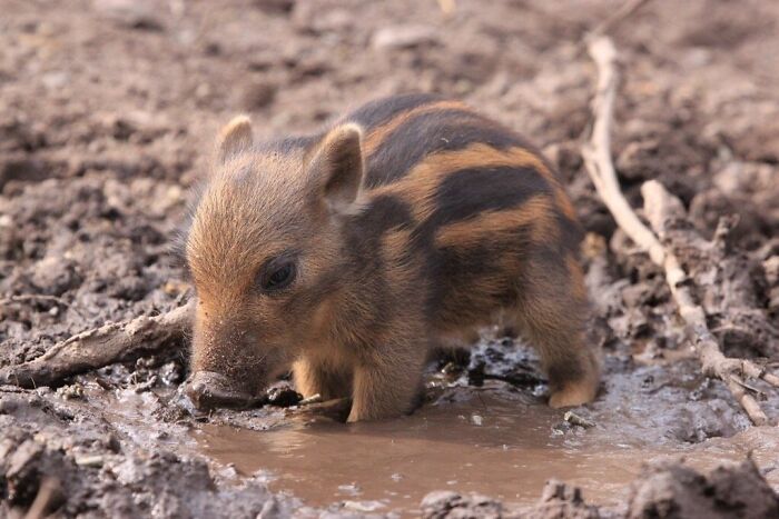 Bush Pig’s Mud Spa Day—Because Cool Creatures Need To Chill Too