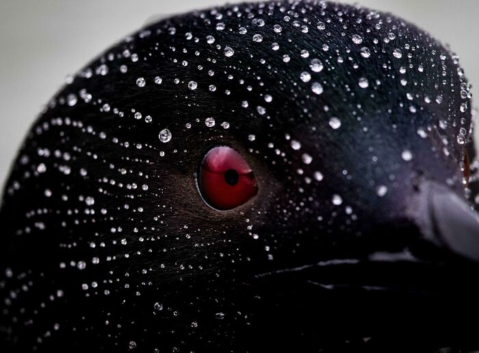 Watch Water Do The Limbo On This Loon’s Magical Waterproof Feathers
