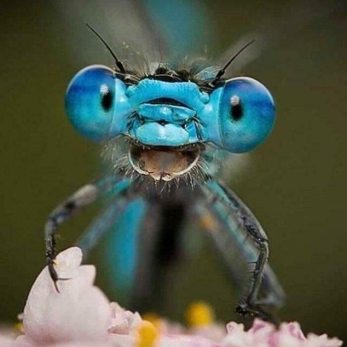 Dragonfly Close-Up: Tiny Winged Laser Beams Insect Edition