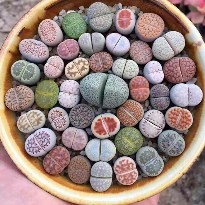 Lithops: Plants Playing The Ultimate Hide & Seek—Stone Edition