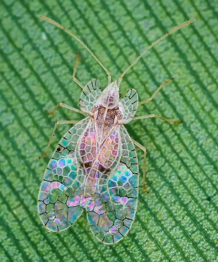Lace Bugs Whose Wings Look Like Stained Glass—Nature’s Little Art Nerds