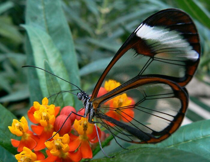 The Glasswing Butterfly: Basically A Flying Ghost In The Most Beautiful Way Possible