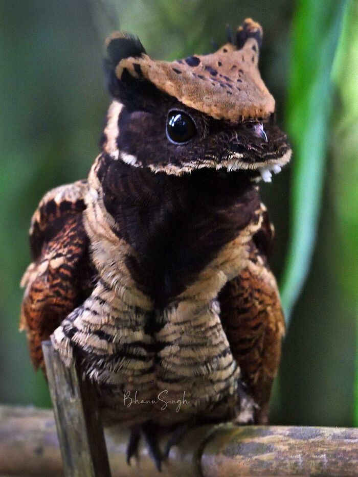 The Great Eared Nightjar: This Little Bird Is Basically A Baby Dragon Come To Life