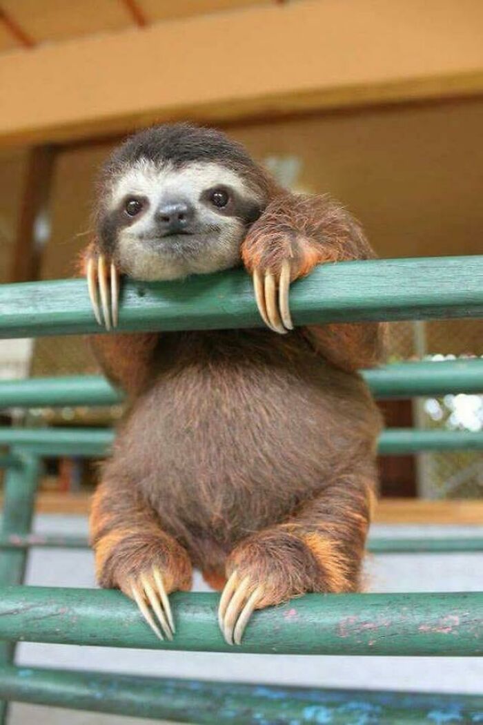 Baby Sloth Alert: Cuteness Overload Incoming