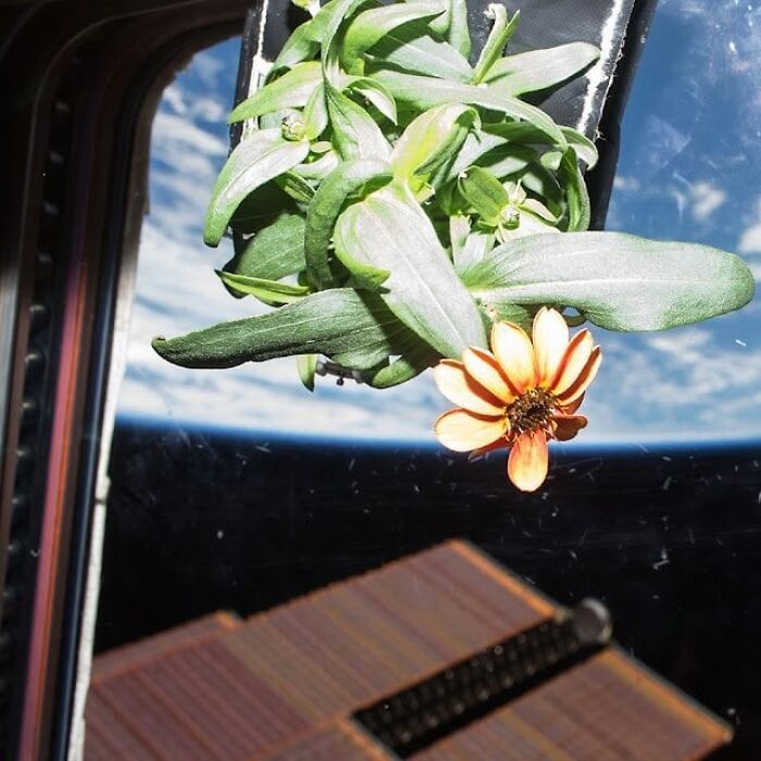 The First Flower Grown In Space—Petals Out Of This World