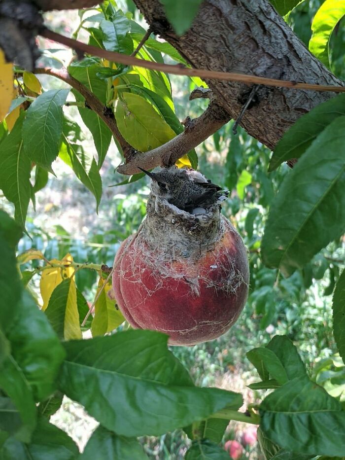 Hummingbirds So Tiny They Built Nests—and Laid Eggs—On Top Of A Peach!