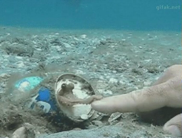 Nice To Meet You, I’m Octopus—Master Of Sneaky Escapes