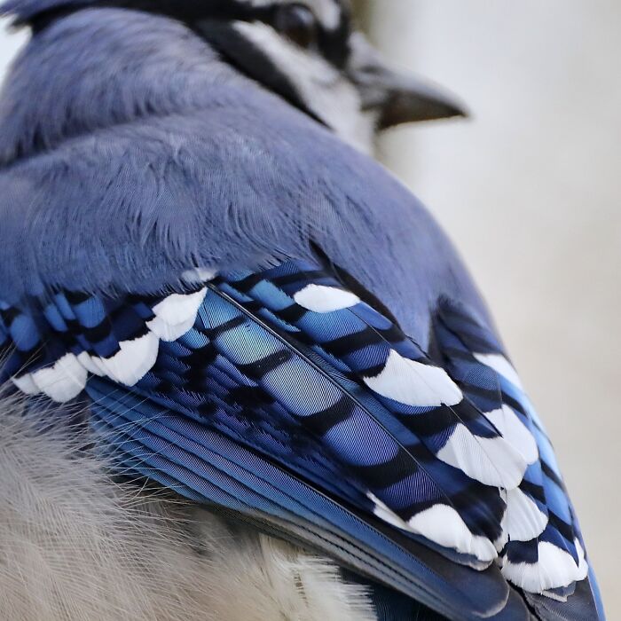 Blue Jay Feathers Up Close, Showing Off Their Fab Blues