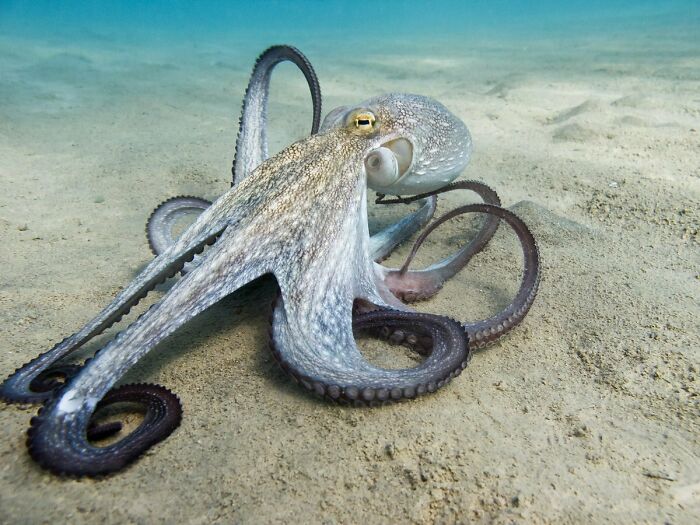 Octopus: Nature’s Ultimate Mind-Bending Houdini