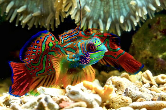 Mandarin Fish: The Show-Offs Of The Ocean