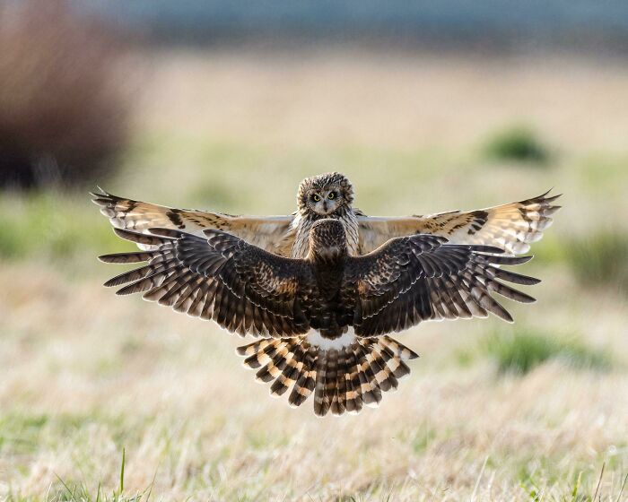 An Owl And A Hawk Getting Into Some Serious Aerial Drama