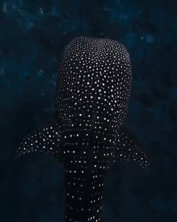 Whale Sharks: Underwater Galaxies That Swim