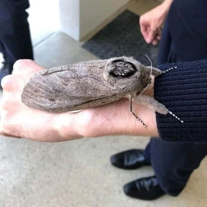 A Moth With A Wingspan Bigger Than Your Hand—Talk About Giant Energy