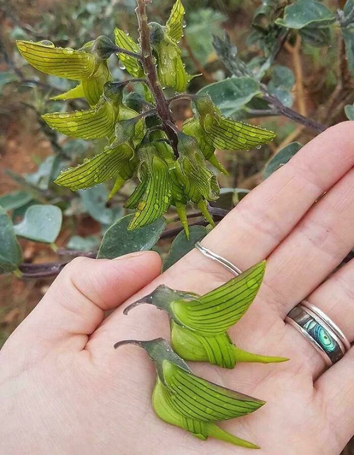 That Odd-Looking Aussie Plant You Didn’t Know Existed