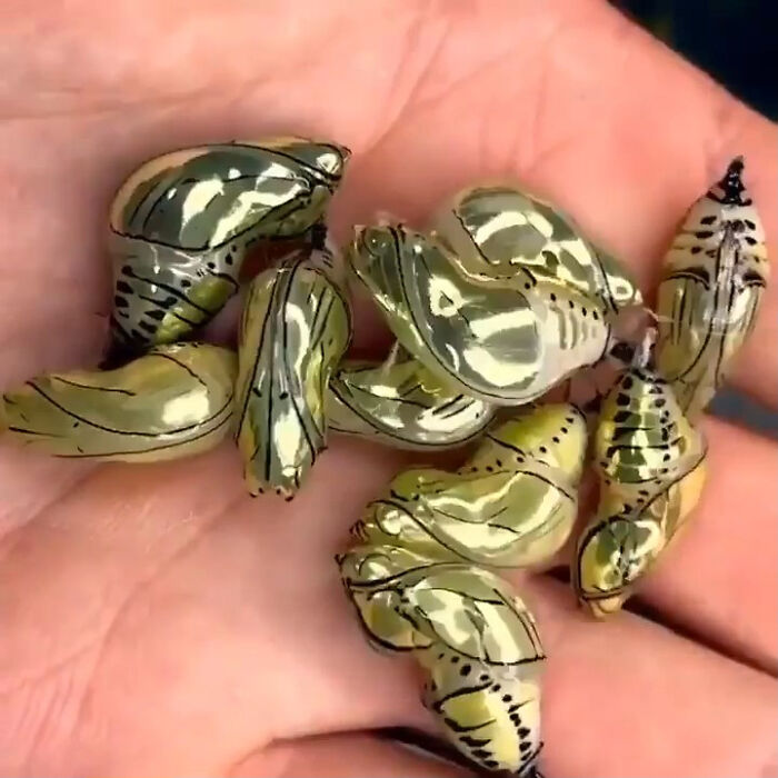 Golden Chrysalises That Shine Like Treasure Chests