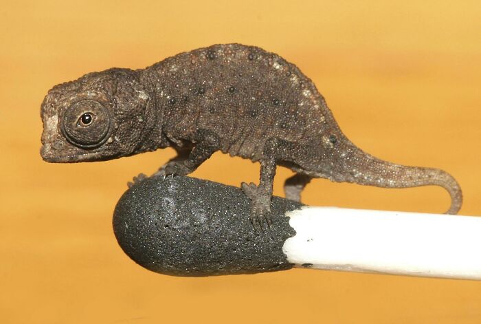 Meet The Nano Chameleon: Tiniest Reptile Ever—Made In Madagascar