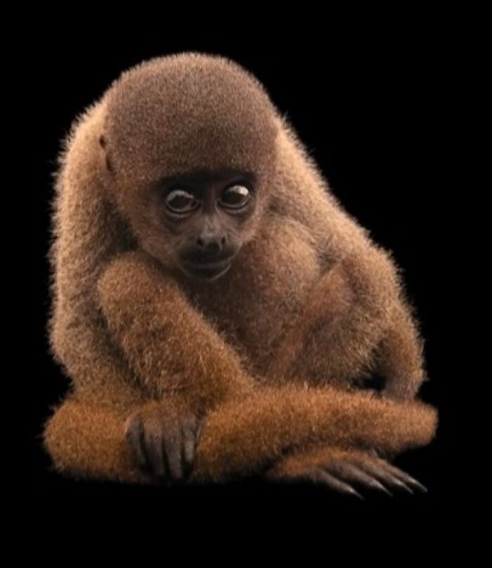 Wooly Monkey Alert! Only About 1,000 Left, And They’re Fluffy AF