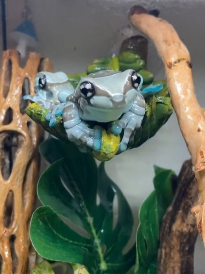 This Amazon Milk Frog Has Golden-Eyed Superpowers