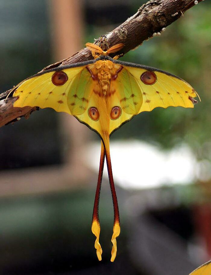 The Comet Moth: Madagascar’s Flashiest Night Owl Friend