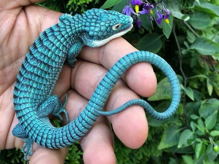 Mexican Alligator Lizard? More Like Baby Dragon Ready To Roar