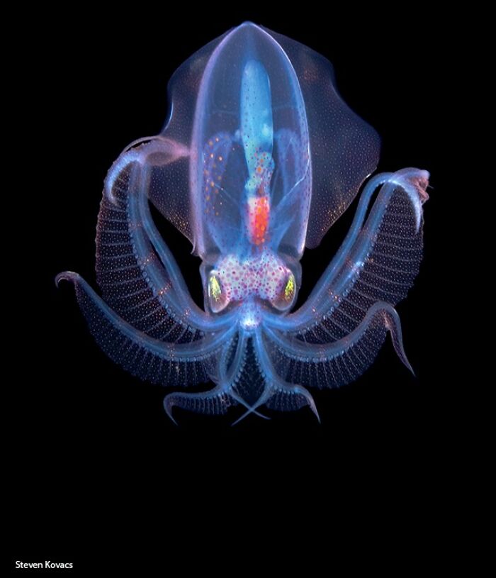 Diamond Squid: Tiny Deep Sea Bling That Never Disappoints